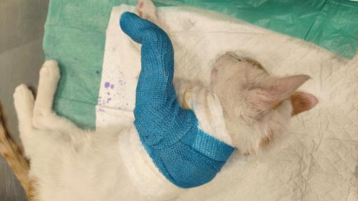 عکس کلینیک اختصاصی دامپزشکی بهار