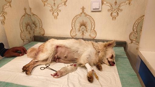 عکس کلینیک اختصاصی دامپزشکی بهار