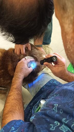 عکس کلینیک اختصاصی دامپزشکی بهار