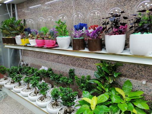 عکس گل فروشی مرسی بانو