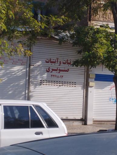 عکس نبات و آبنبات صنوبری