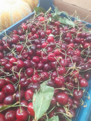 عکس میوه سرای گلچین