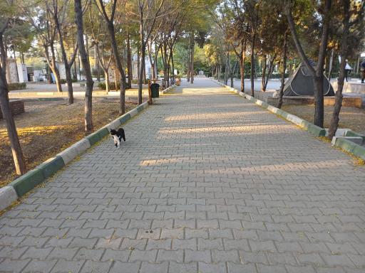 عکس بوستان بزرگ مادر