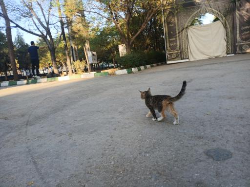 عکس بوستان بزرگ مادر