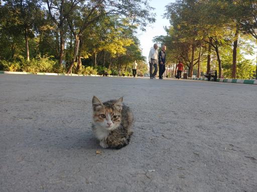 عکس بوستان بزرگ مادر