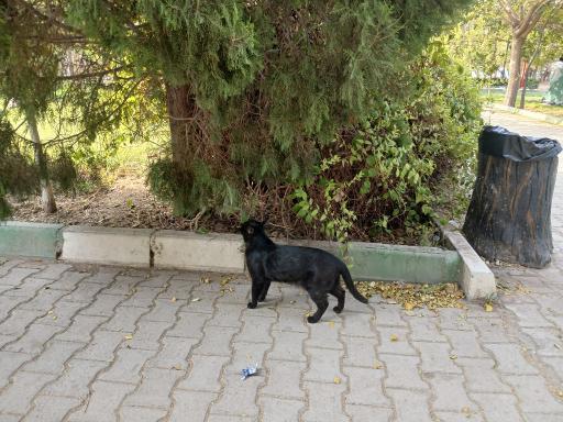 عکس بوستان بزرگ مادر