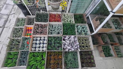 عکس گل پیرا