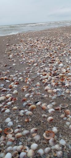 عکس ساحل میررود