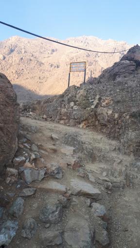 عکس گرده کبوتر خوان 