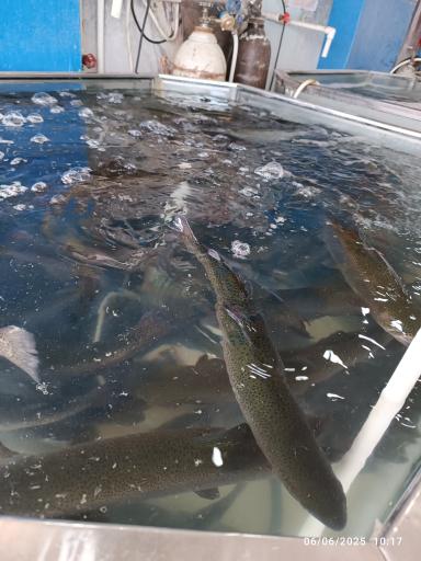 عکس پروتئینی برادران صادقی