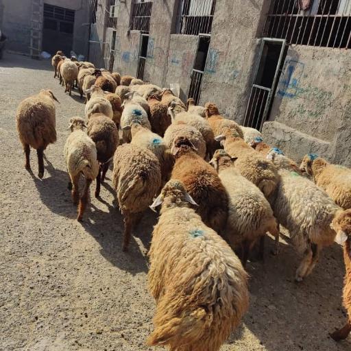 عکس دام زنده صداقت