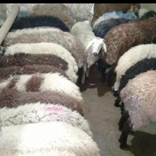 عکس دام زنده صداقت