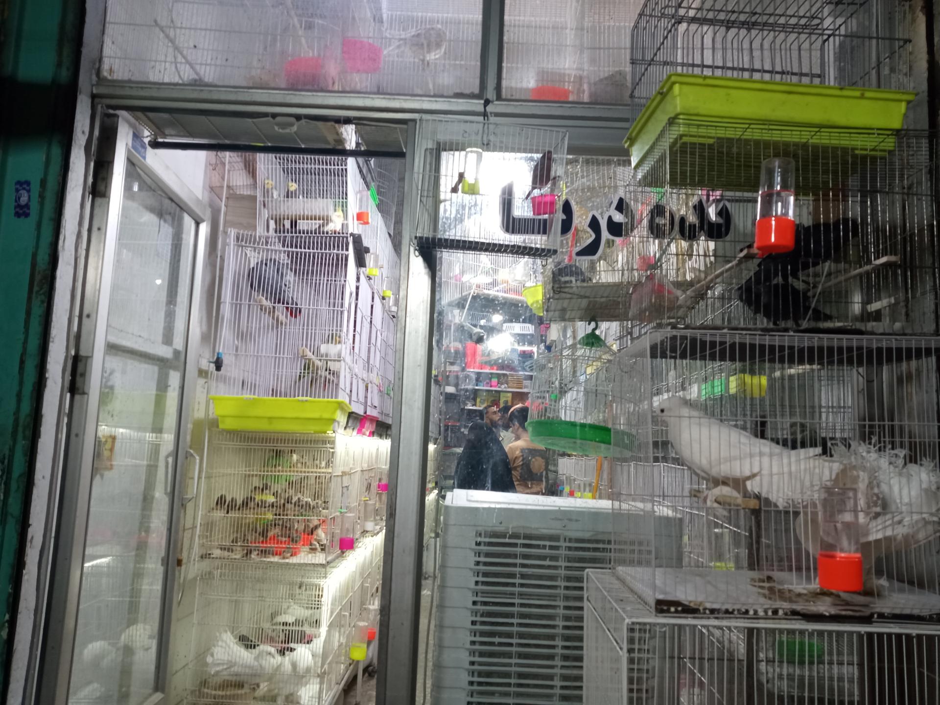 عکس پرنده درنا