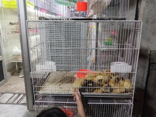 عکس پرنده درنا