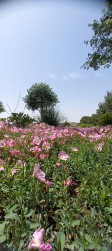عکس سرویس بهداشتی بوستان