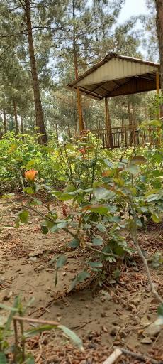 عکس سرویس بهداشتی بوستان