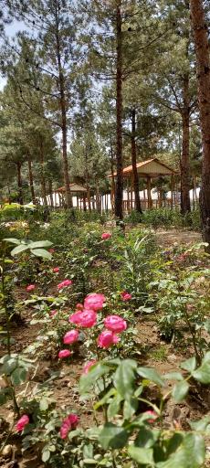 عکس سرویس بهداشتی بوستان