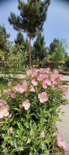 عکس سرویس بهداشتی بوستان