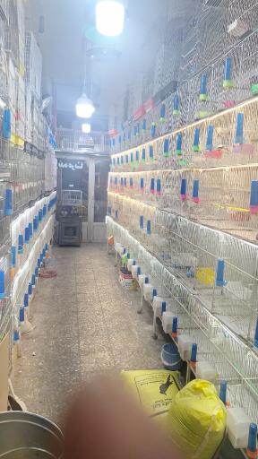 عکس پرنده درنا