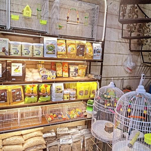 عکس پرنده درنا