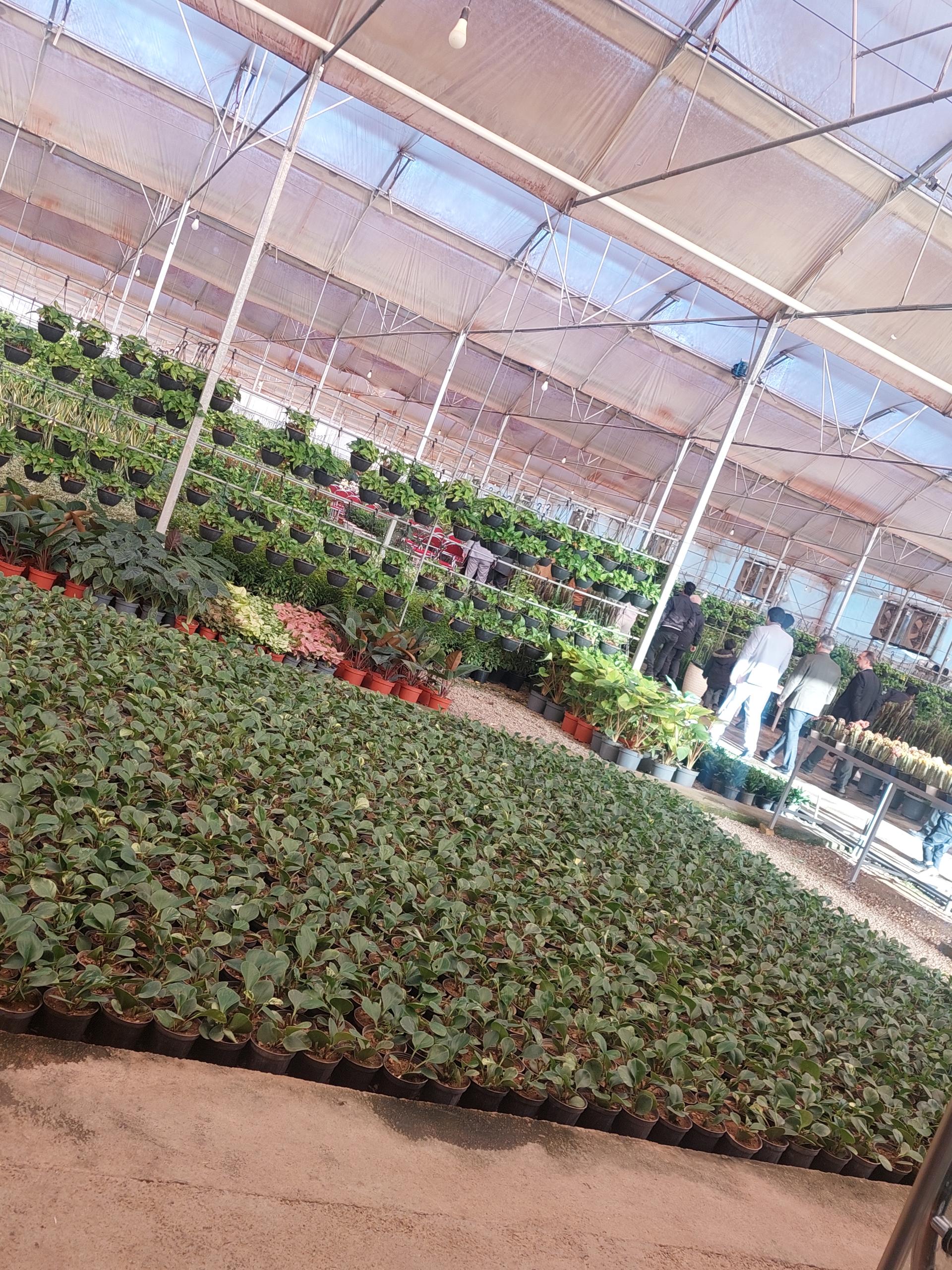 عکس گلسرای میلاد شعبه ۲