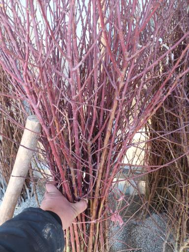 عکس نهالستان محسنی فر