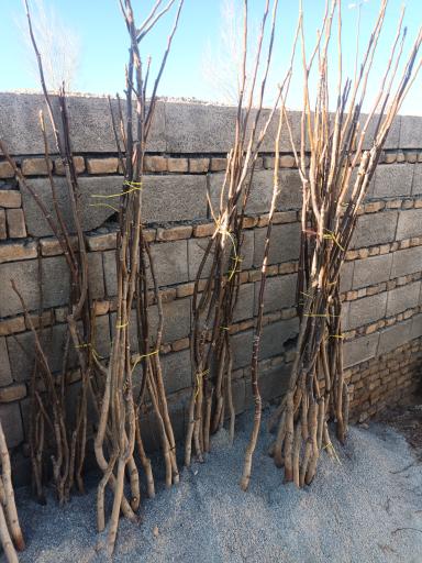 عکس نهالستان محسنی فر