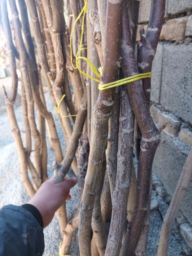 عکس نهالستان محسنی فر