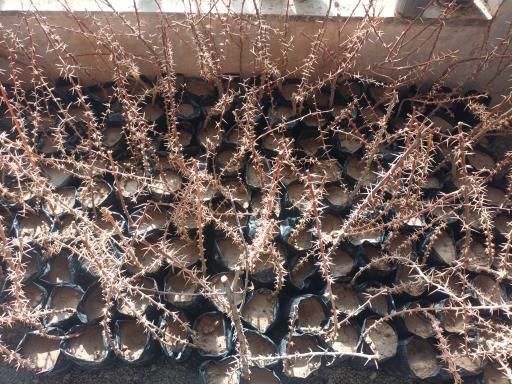 عکس نهالستان محسنی فر