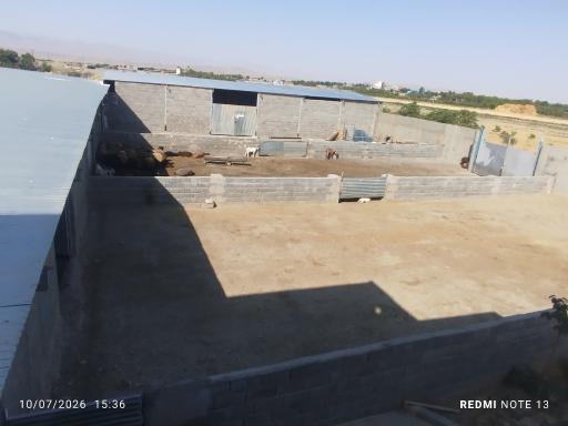 عکس دامداری بی نظیر برادران توپکانلو
