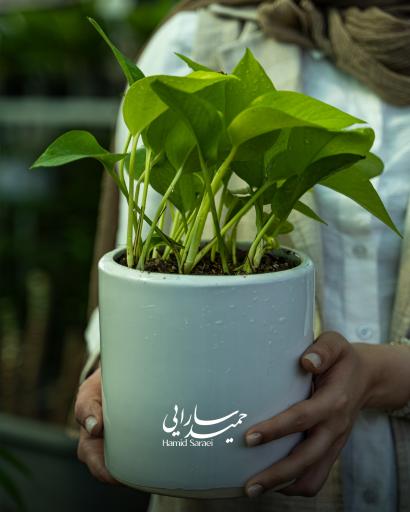 عکس گل و نهال حمید سارایی