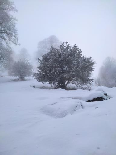 عکس ییلاق چره پشت