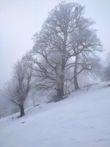 عکس ییلاق چره پشت