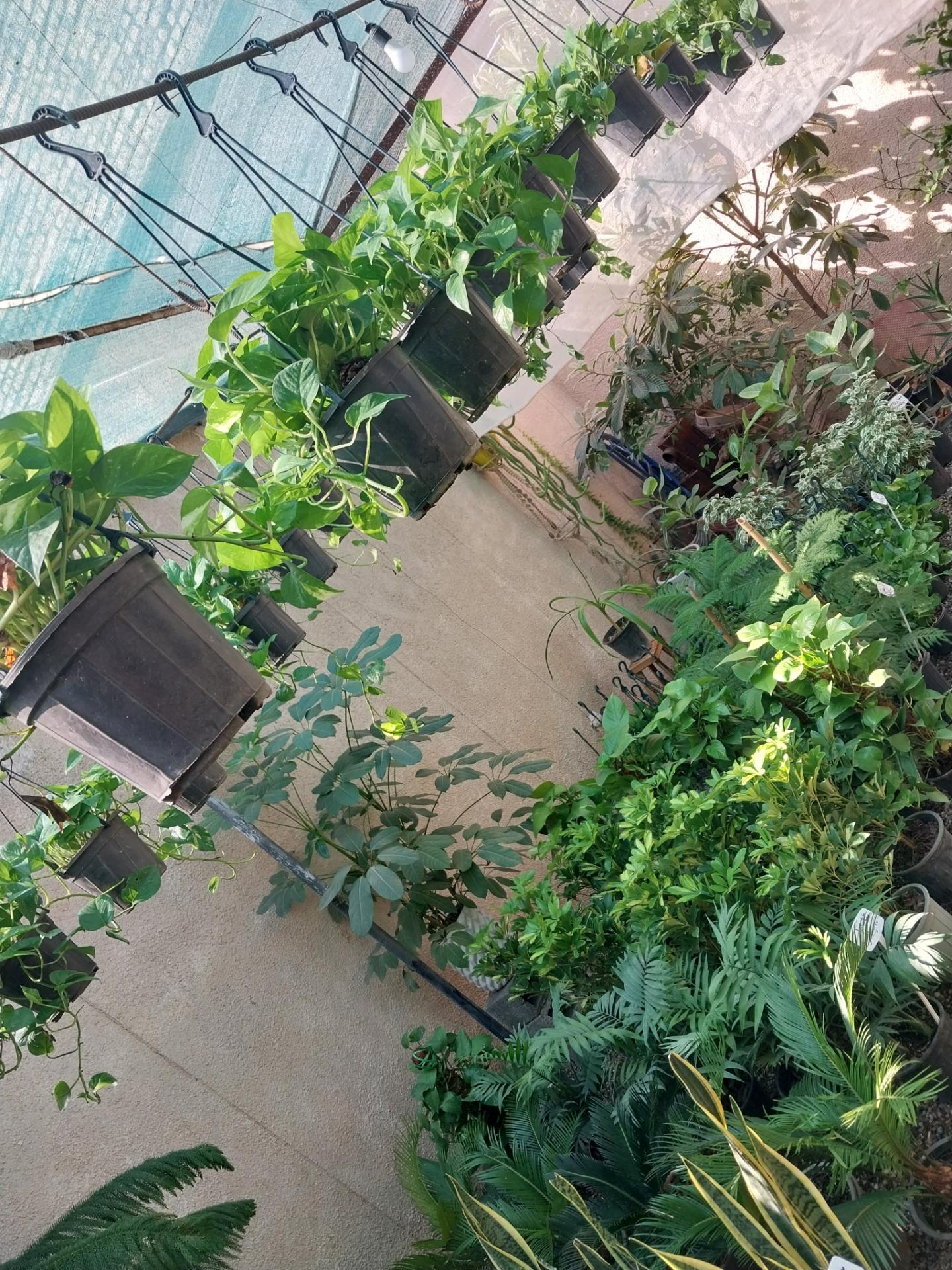 عکس گلباغ امیرحسین