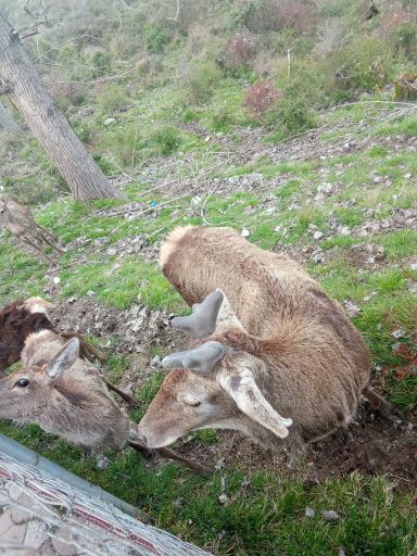 عکس کاخ موزه مرمر (پردیس موزه ای رامسر)