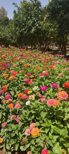 عکس بوستان شهید همت