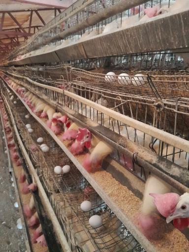 عکس مرغداری کریمی مهرچین