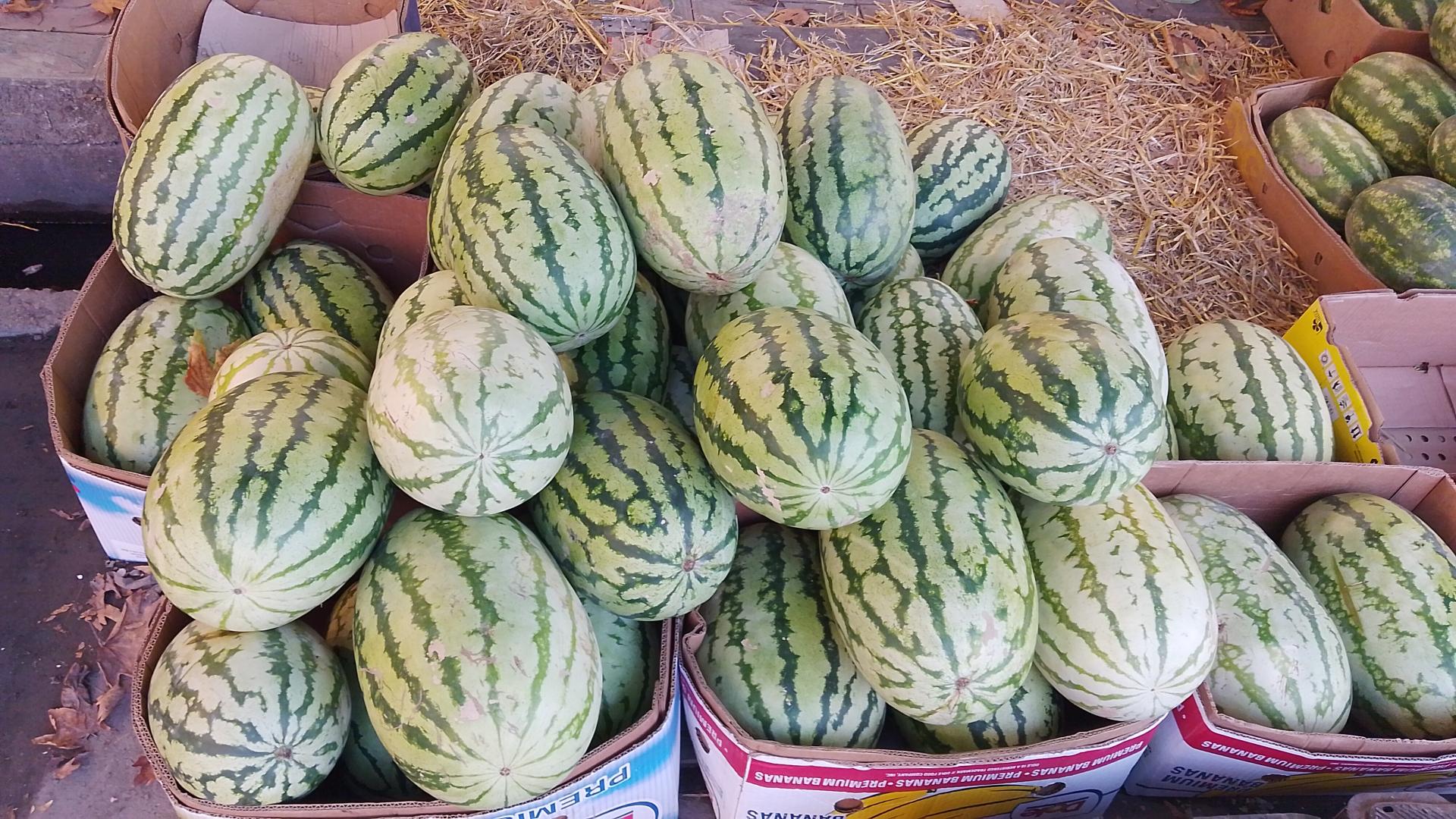 عکس میوه سرای متینا