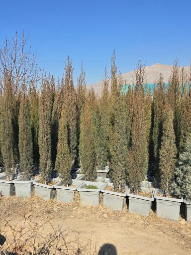 عکس بازار گل و گیاه برگ سبز هاشم پور 