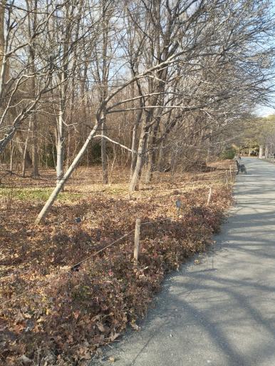 عکس باغ گیاه شناسی ملی ایران