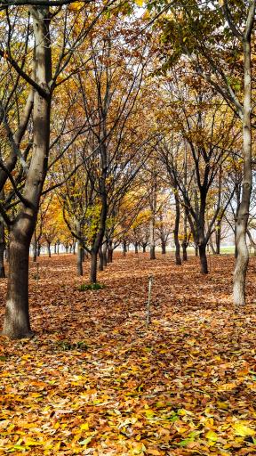 عکس باغ گیاه شناسی ملی ایران