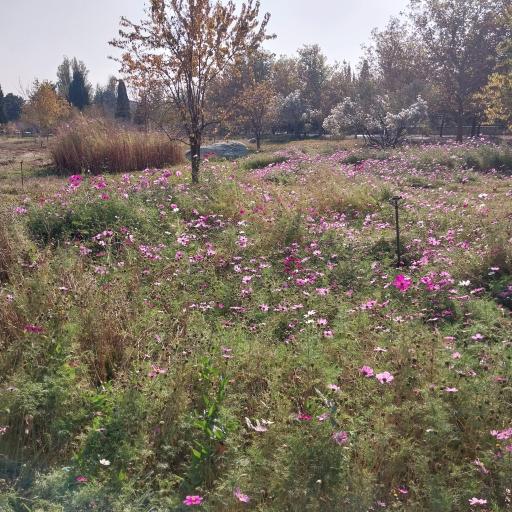 عکس باغ گیاه شناسی ملی ایران