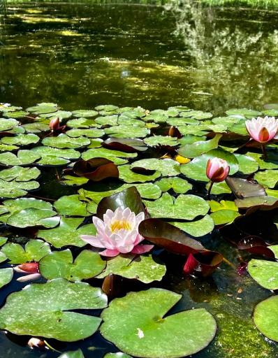 عکس باغ گیاه شناسی ملی ایران