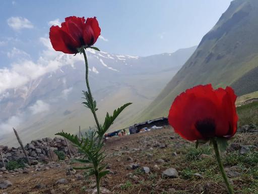 عکس دژکرد