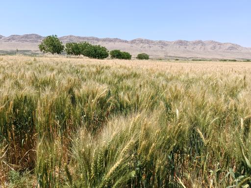 عکس دژکرد