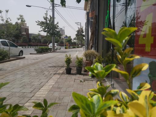 عکس گل پیروزی