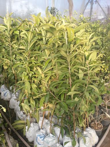 گلخانه و نهالستان مغزی 