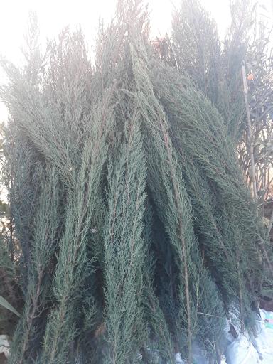 عکس گلخانه و نهالستان مغزی 