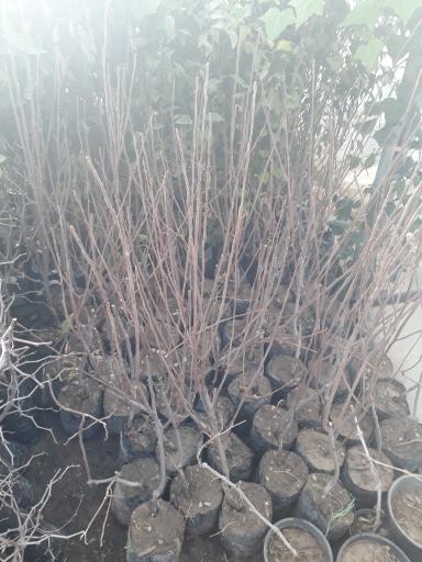 عکس گلخانه و نهالستان مغزی 