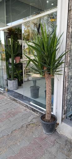 عکس گل پیونی